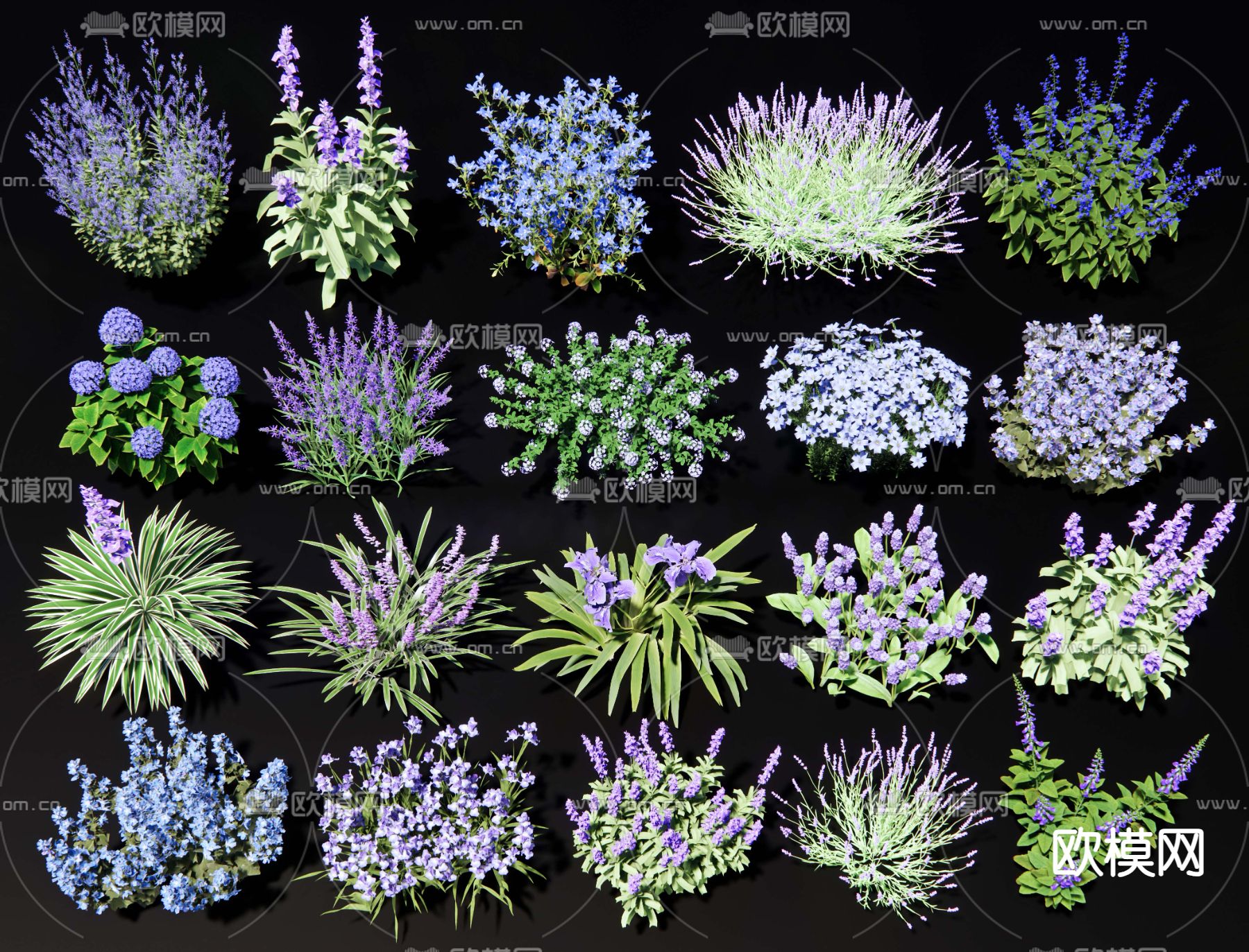 鼠尾草 鸢尾花 薰衣草 麦冬su模型下载（渲染图2）