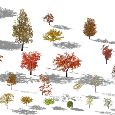  乔木 彩叶树su模型 