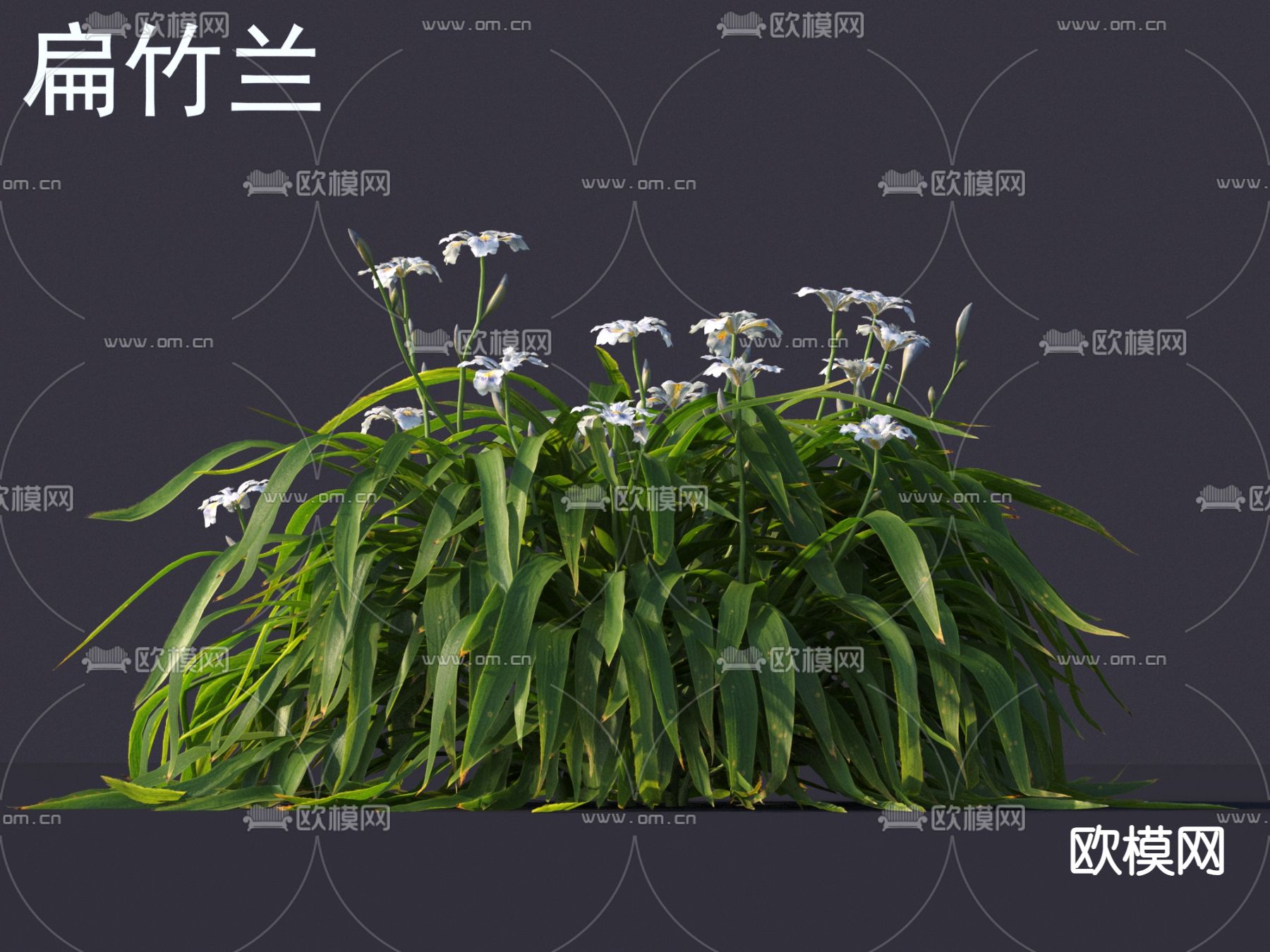 扁竹兰 花草灌木 杂草3d模型下载