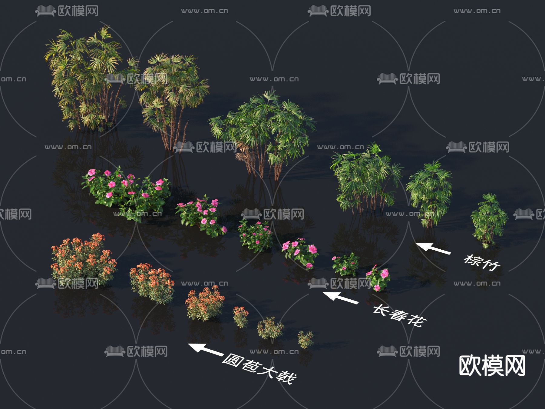 圆苞大戟 长春花 棕竹 植物树3d模型下载