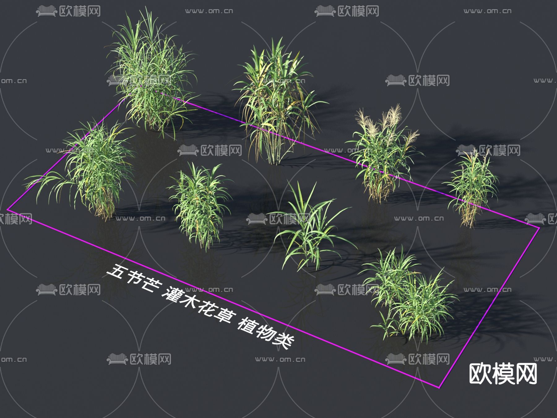 五节芒 灌木花草 植物类3d模型下载