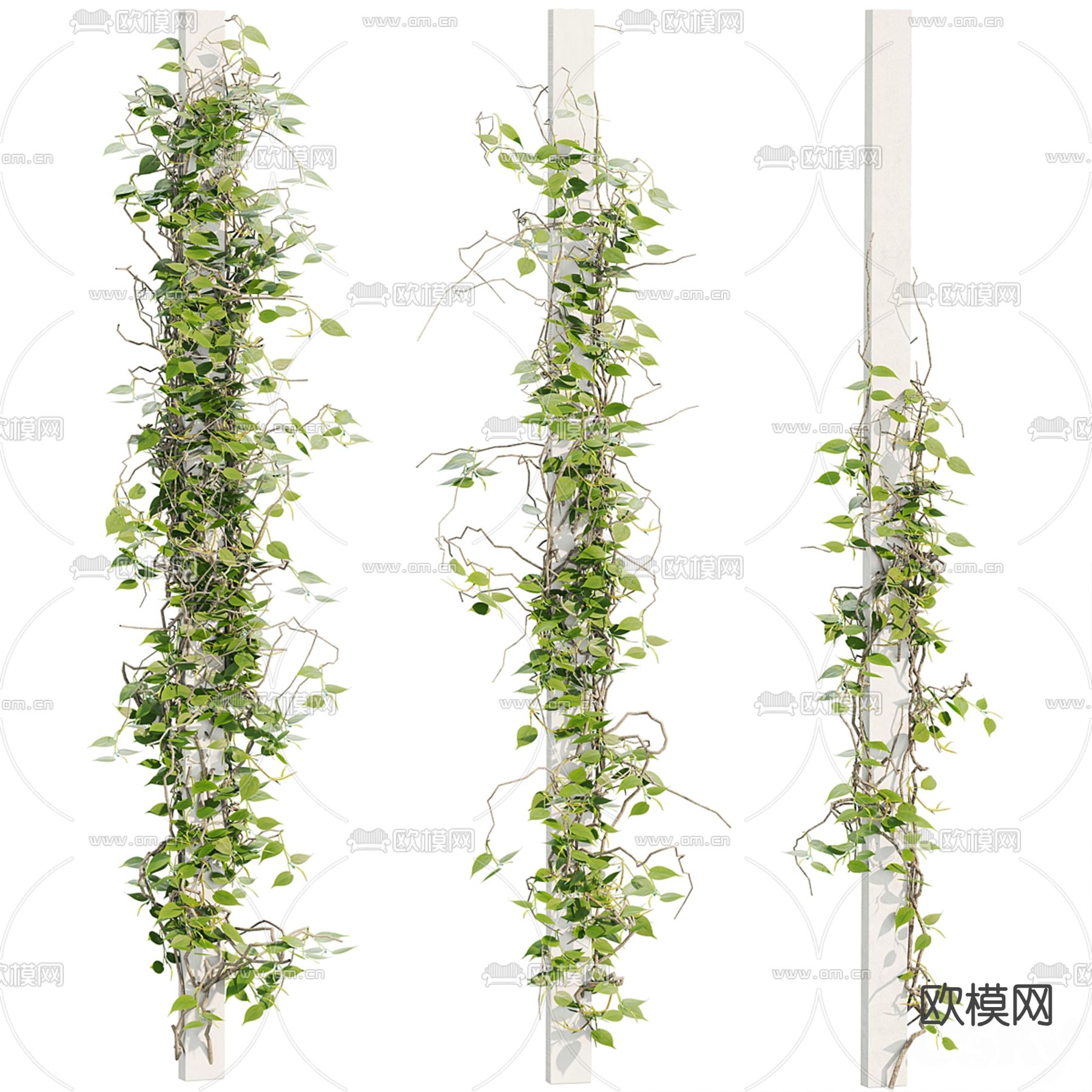 藤蔓 爬山虎3d模型下载