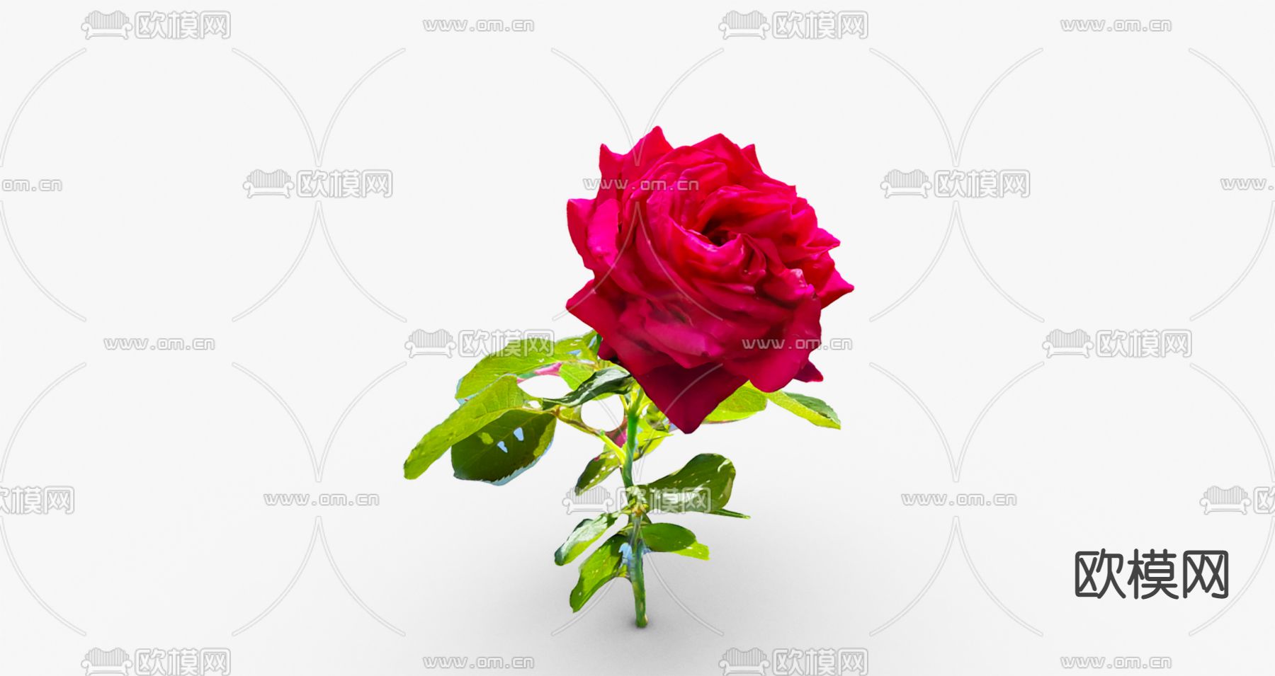 玫瑰花 植物3d模型下载（渲染图1）