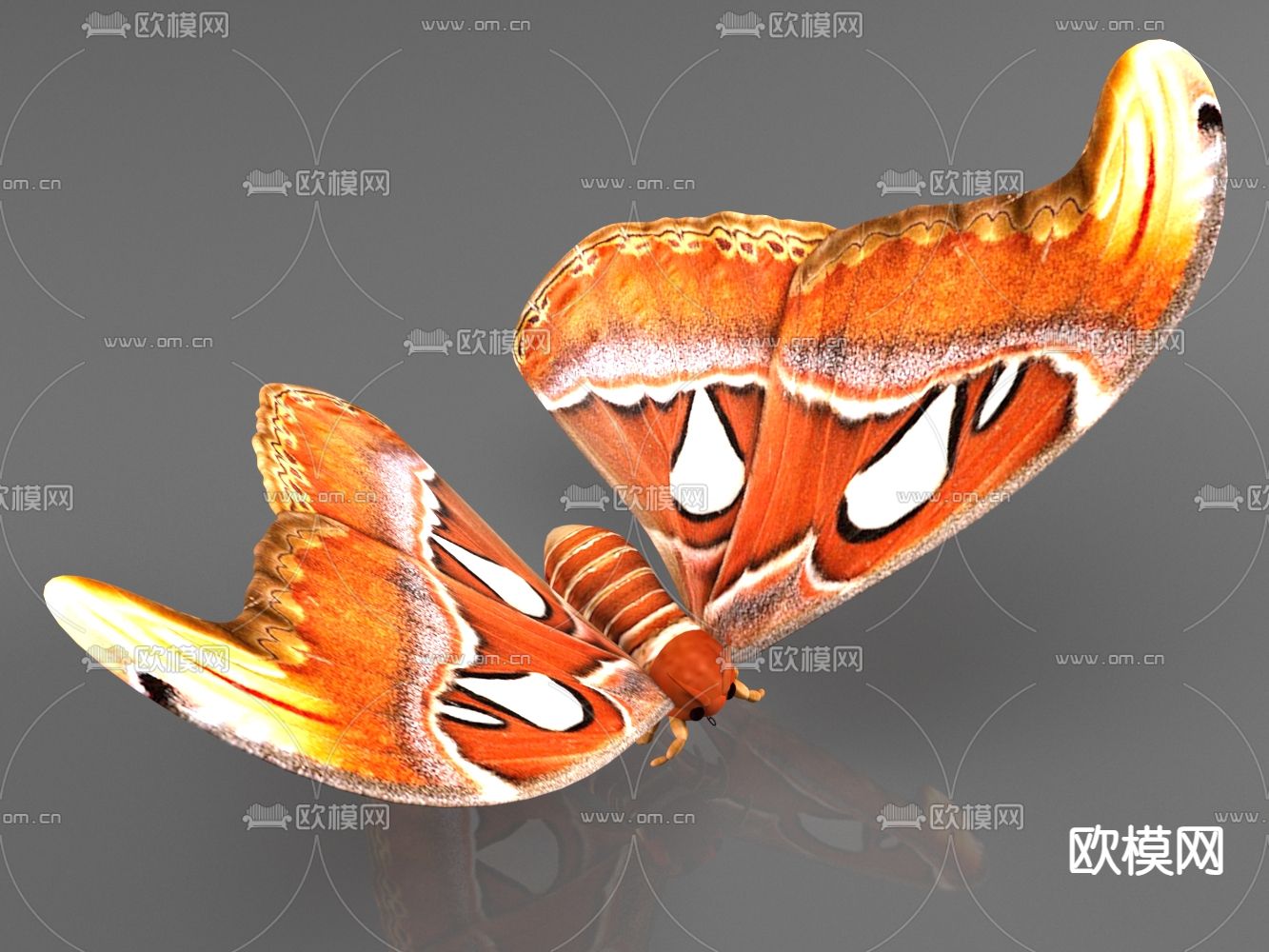 黄色蝴蝶 动物3d模型下载