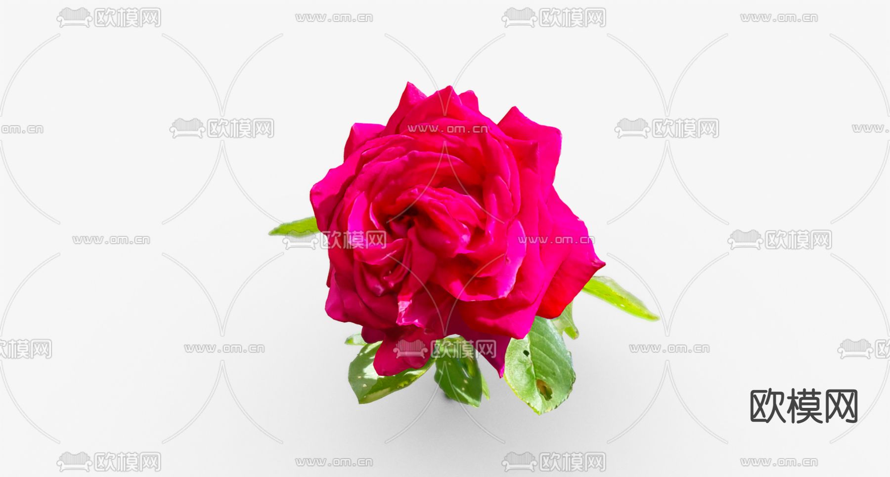 玫瑰花 植物3d模型下载（渲染图2）