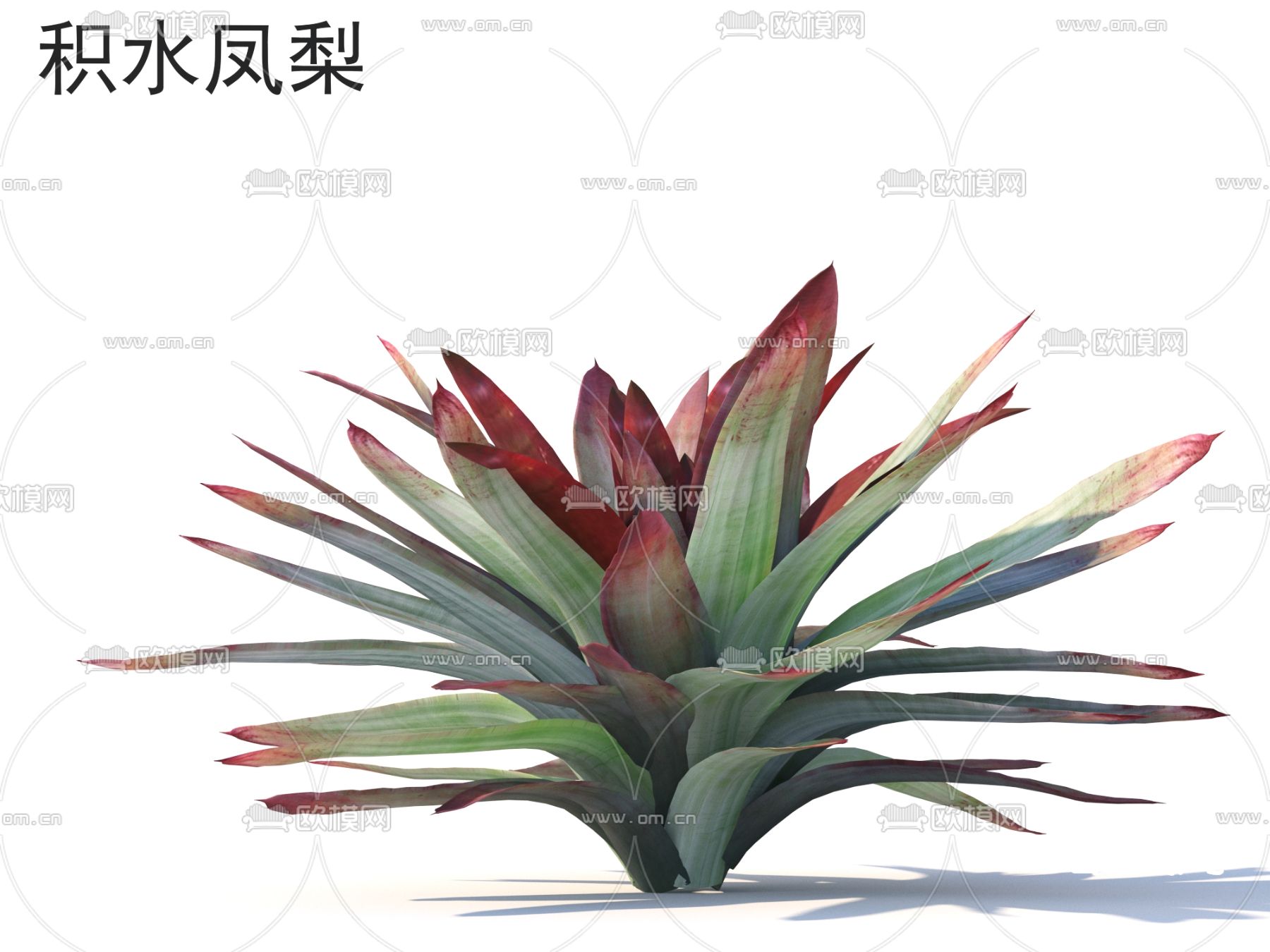 花草 绿植 积水凤梨3d模型下载