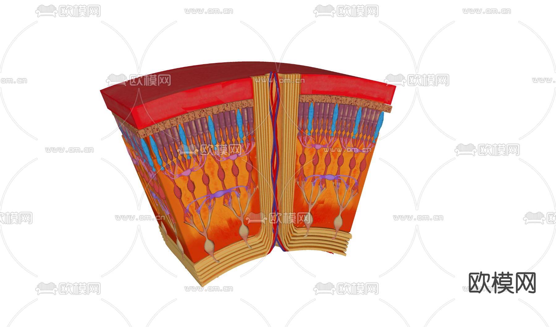 医疗器材 横截面高清视网膜3d模型下载（渲染图2）