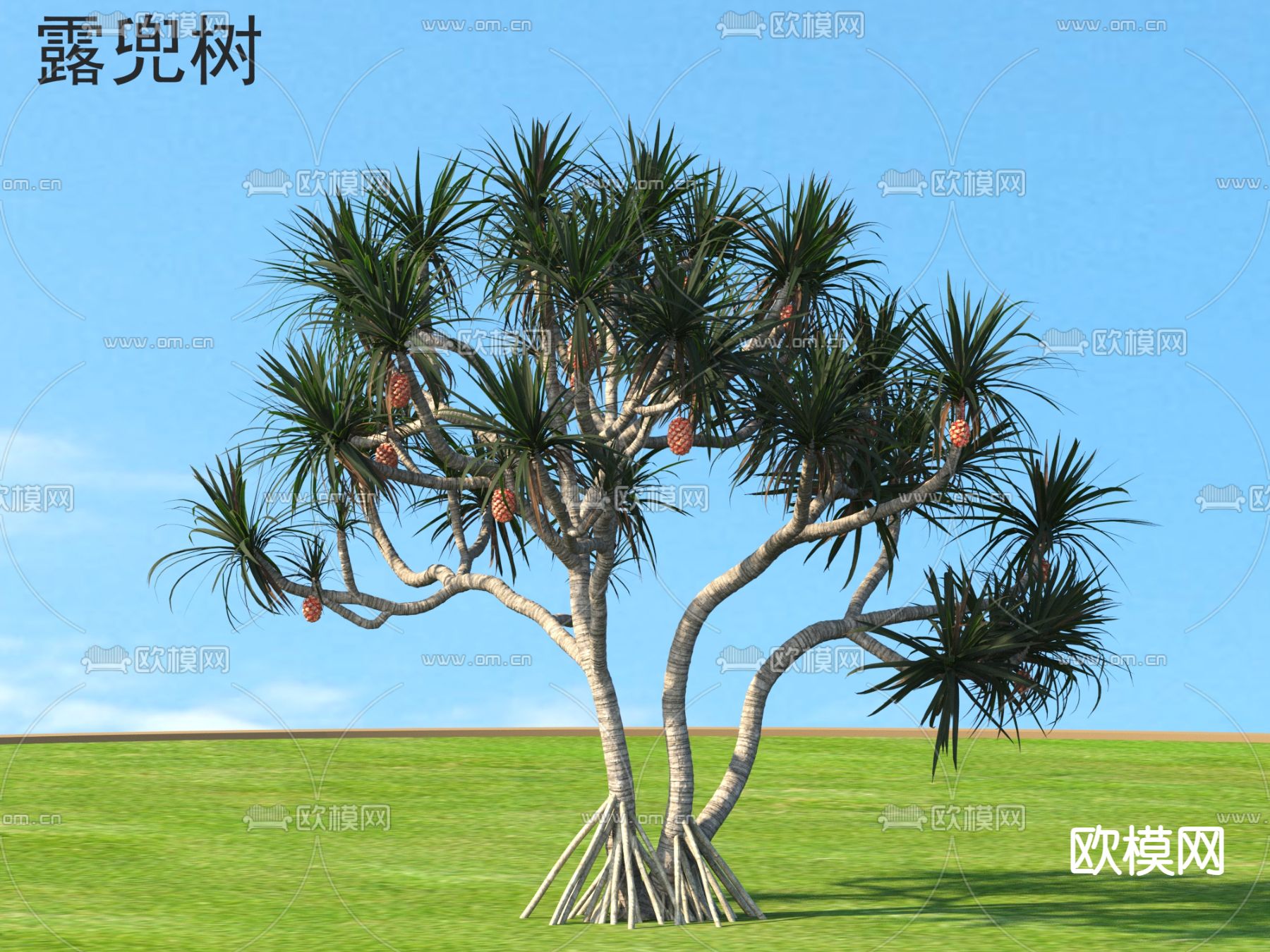 景观树 露兜树 果树 大树3d模型下载