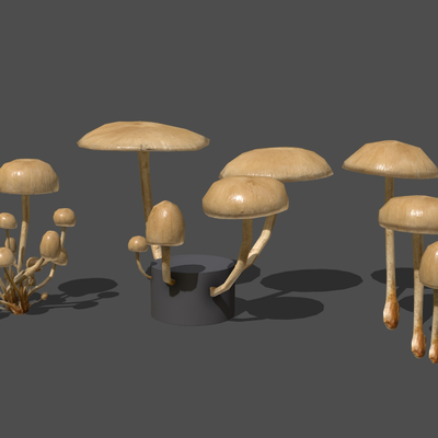  野生蘑菇 食用菌菇 蘑菇su模型 