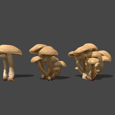  野生蘑菇 食用菌菇 蘑菇su模型 