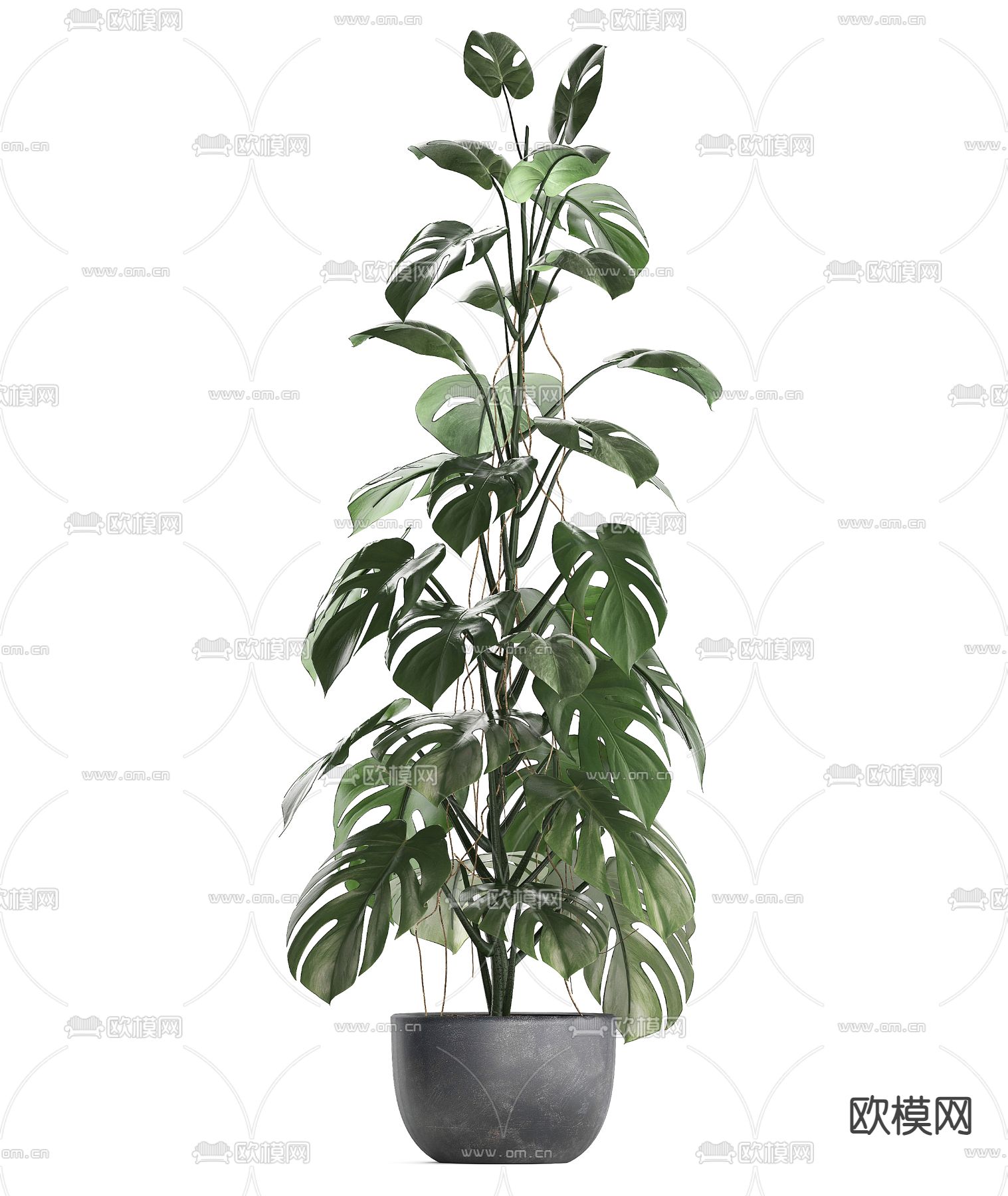 盆栽 绿植 盆景su模型下载（渲染图2）