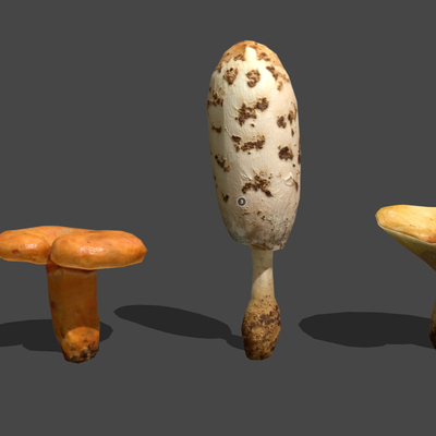  野生蘑菇 食用菌菇 蘑菇su模型 