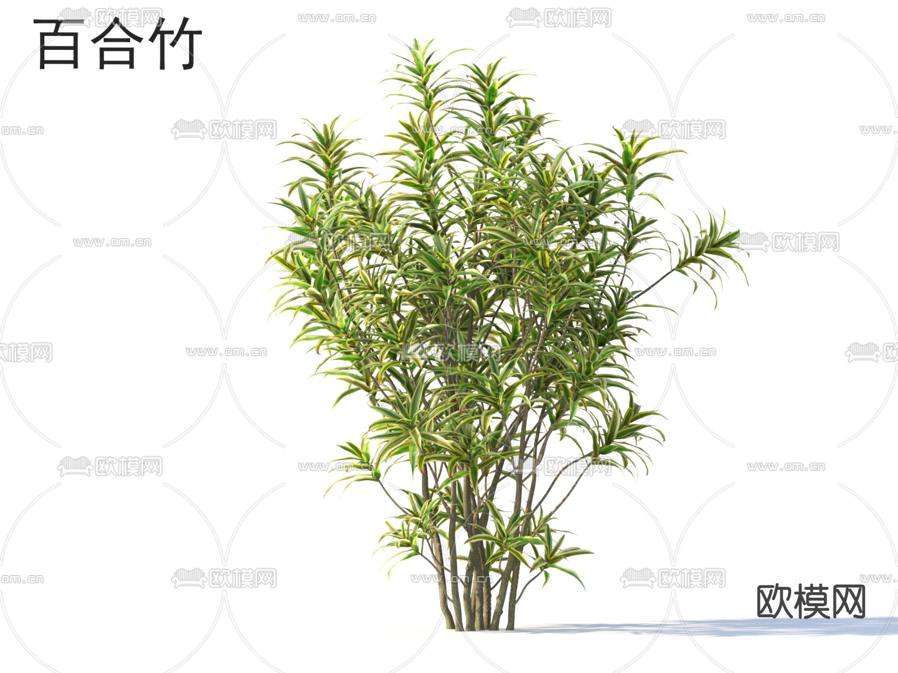 竹 百合竹3d模型下载