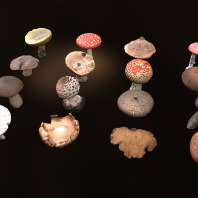  香菇 菌类 蘑菇su模型 