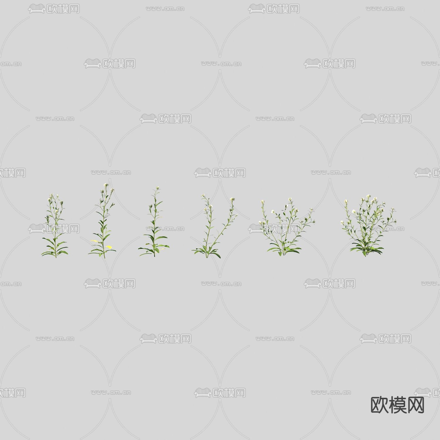 团扇荠花草3d模型下载