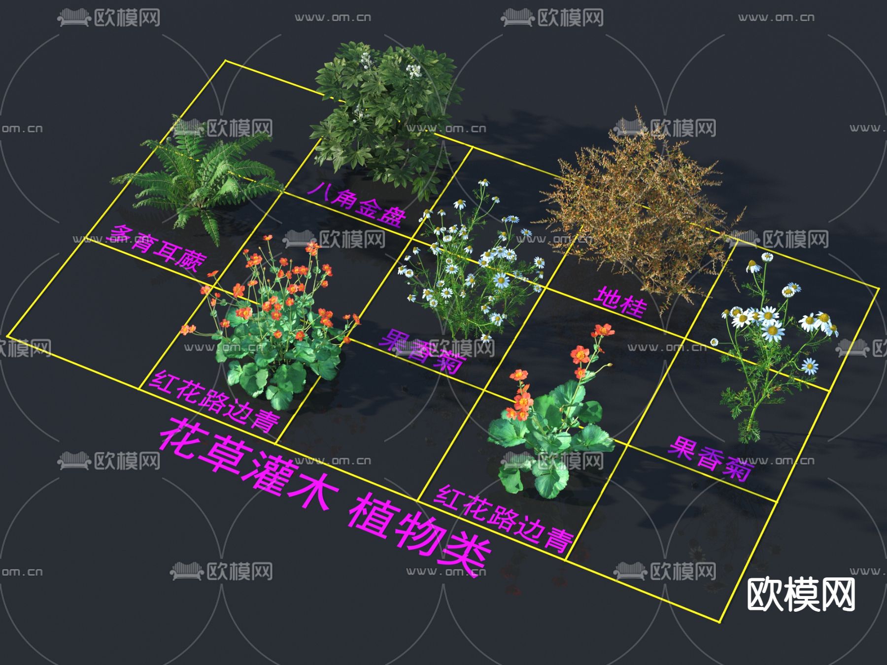 八角金盘 地桂 多育耳蕨 果香菊 红花路边青 灌木 花草3d模型下载