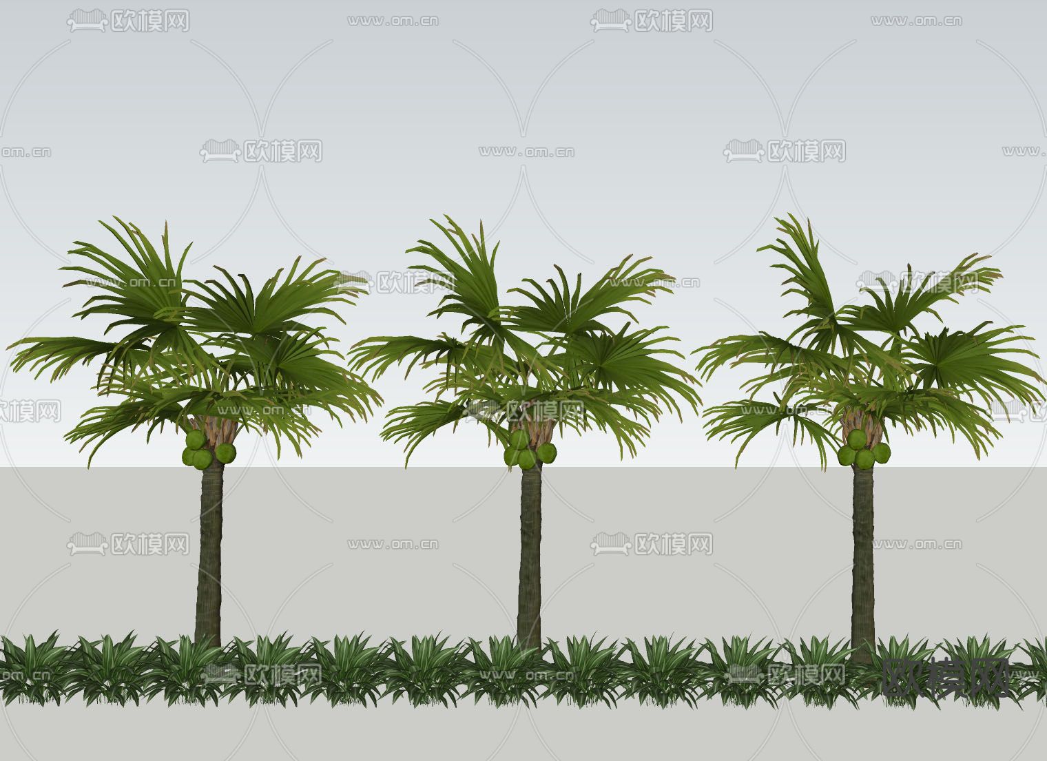 椰子树 棕榈树su模型下载（渲染图1）