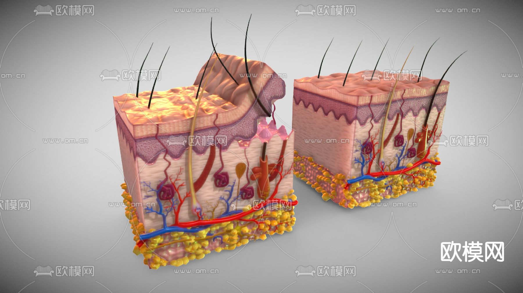 医疗器材 皮下组织 医用材料3d模型下载（渲染图1）