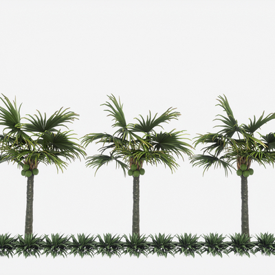  椰子树 棕榈树su模型 