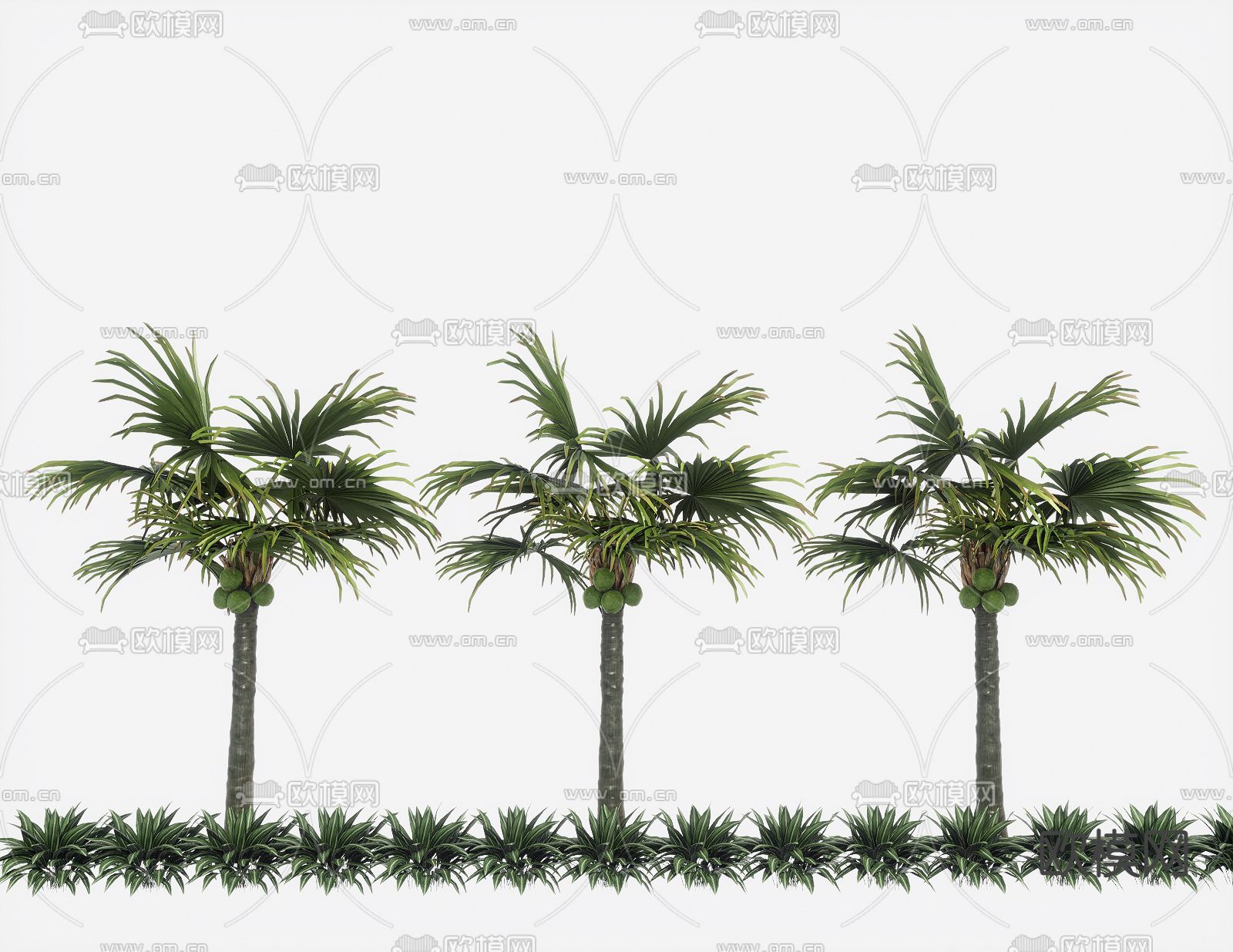 椰子树 棕榈树su模型下载（渲染图2）