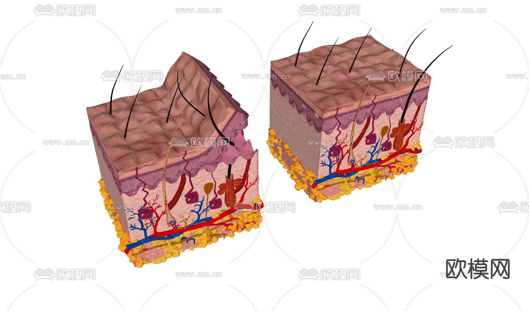 医疗器材 皮下组织 医用材料3d模型下载（渲染图2）