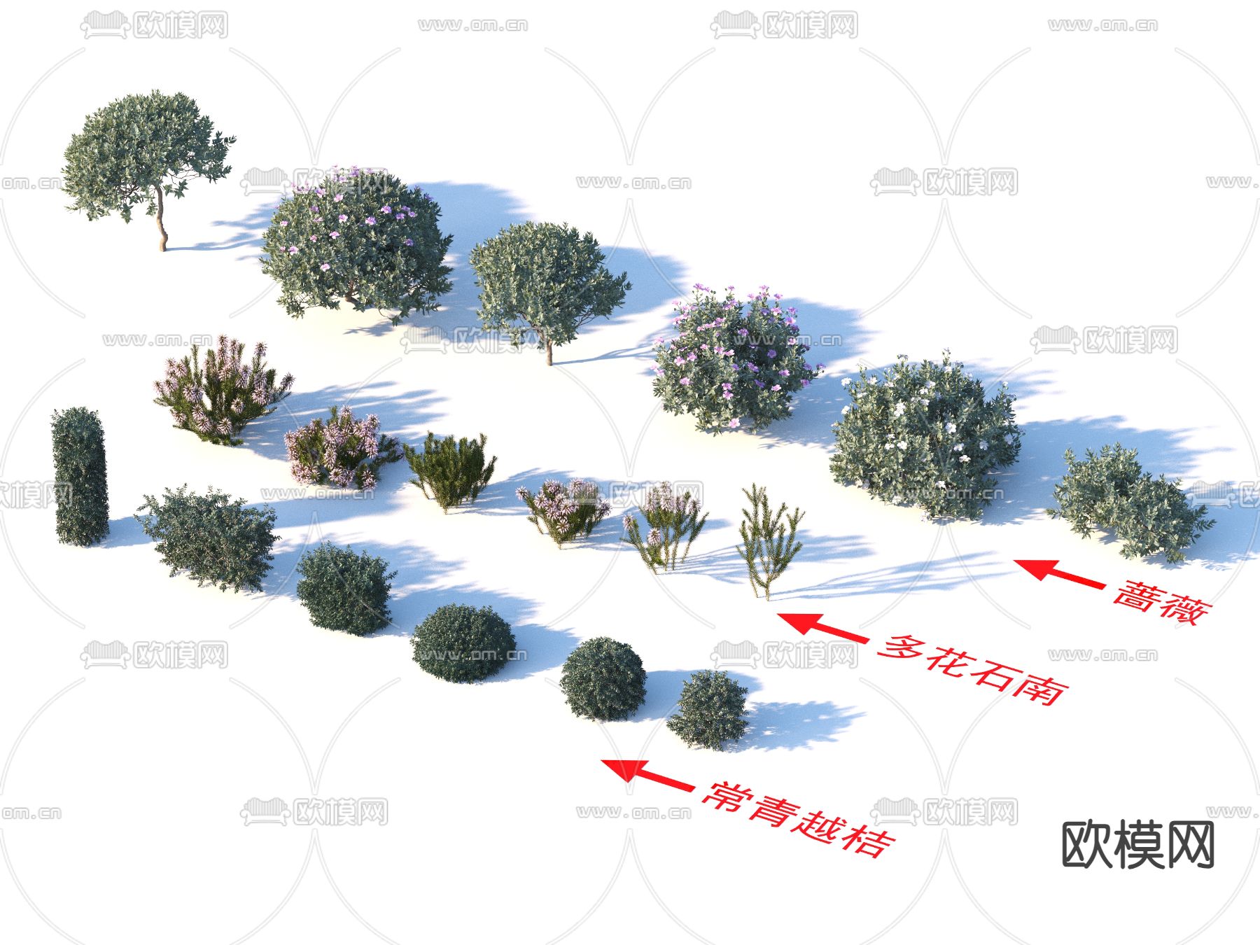 蔷薇 常青越桔 多花石南 灌木花草3d模型下载