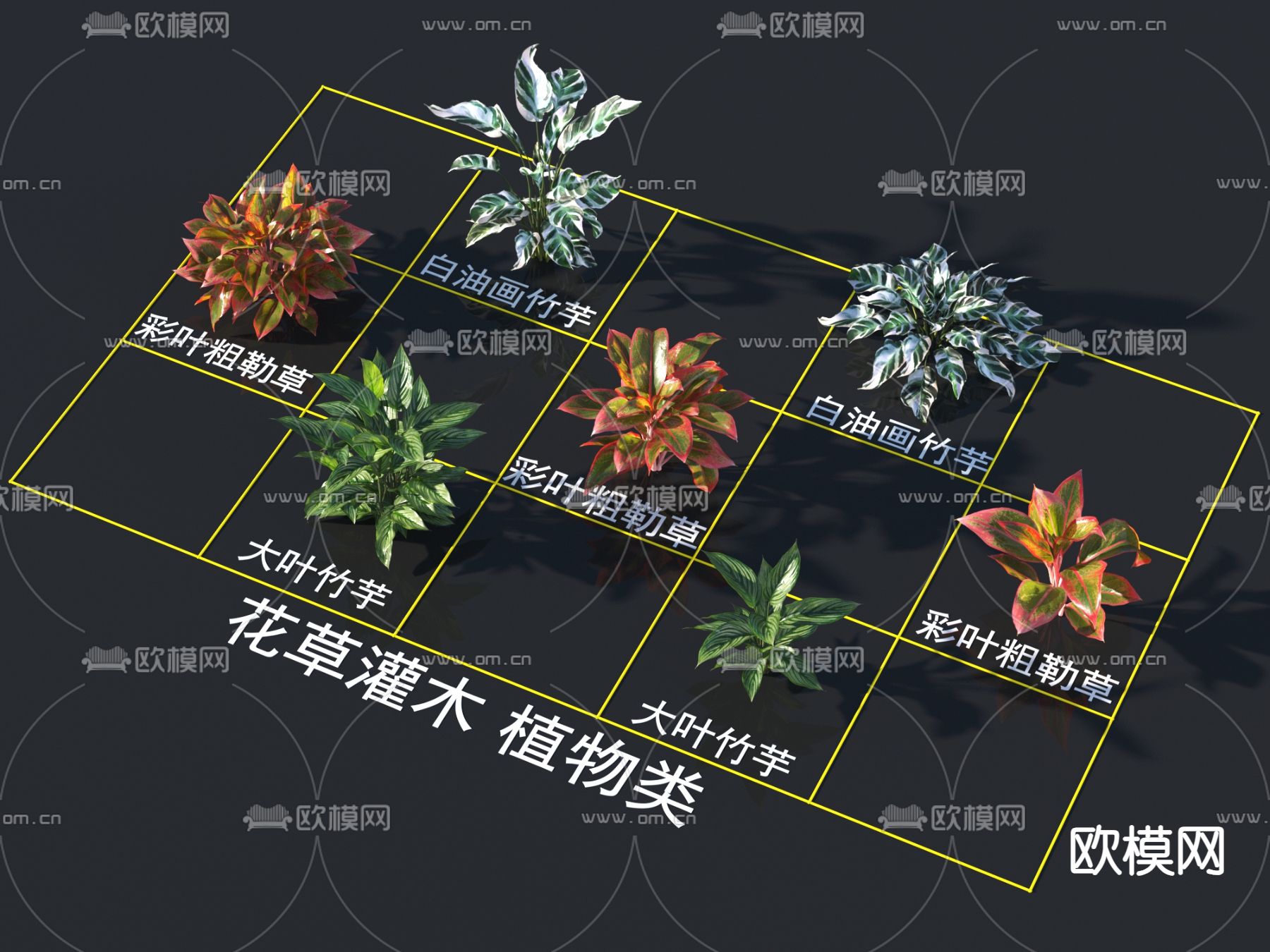 白油画竹芋 彩叶粗勒草 大叶竹芋 灌木花草3d模型下载