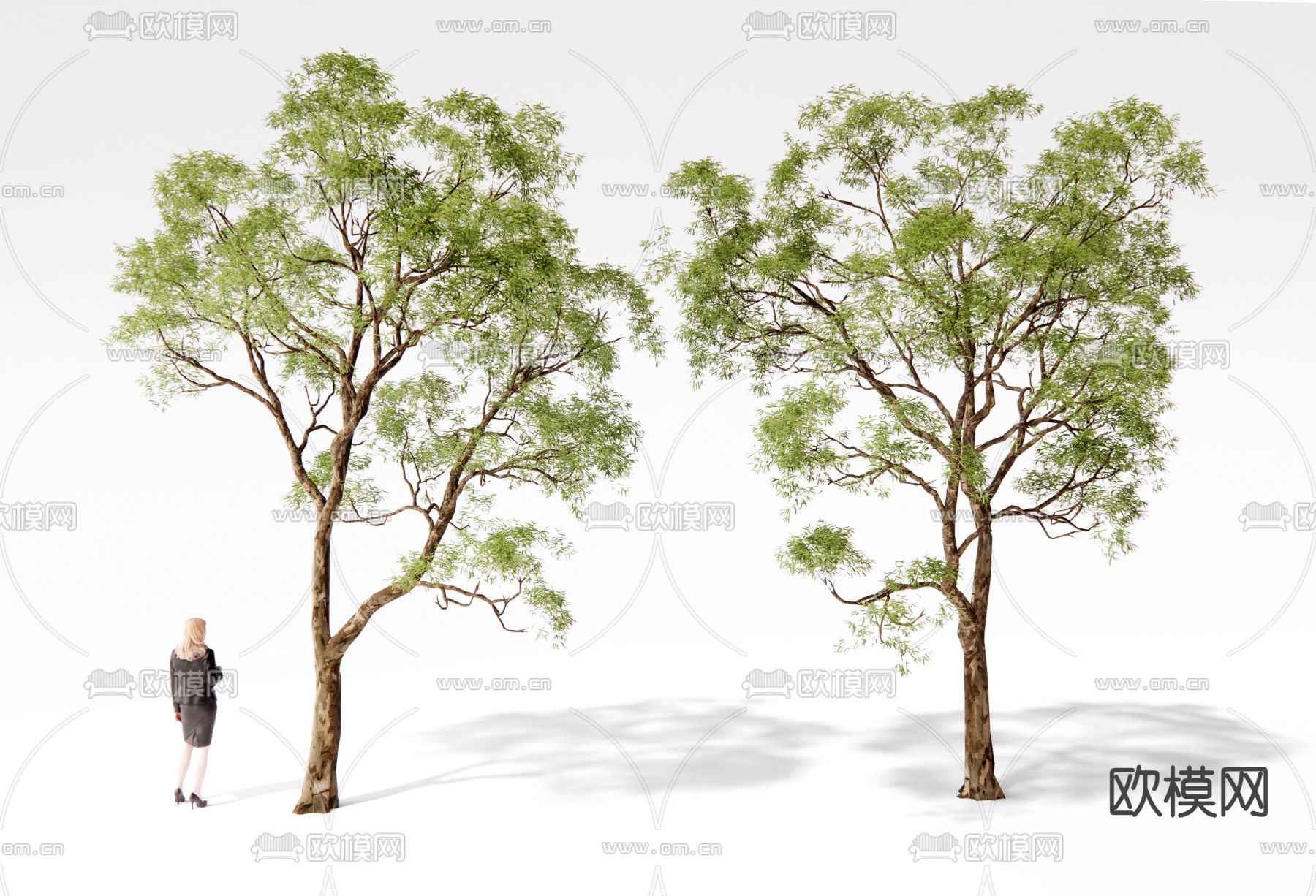 景观树 杨树 大树3d模型下载