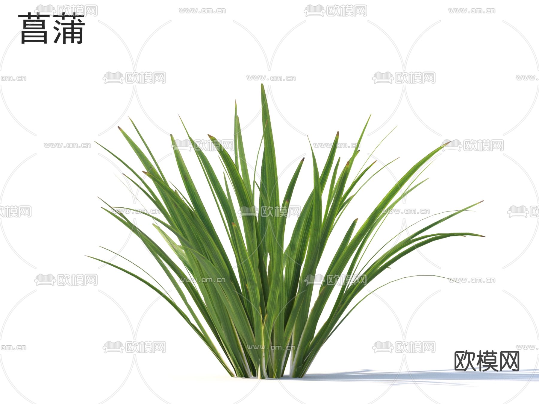 菖蒲 花草灌木 植物3d模型下载