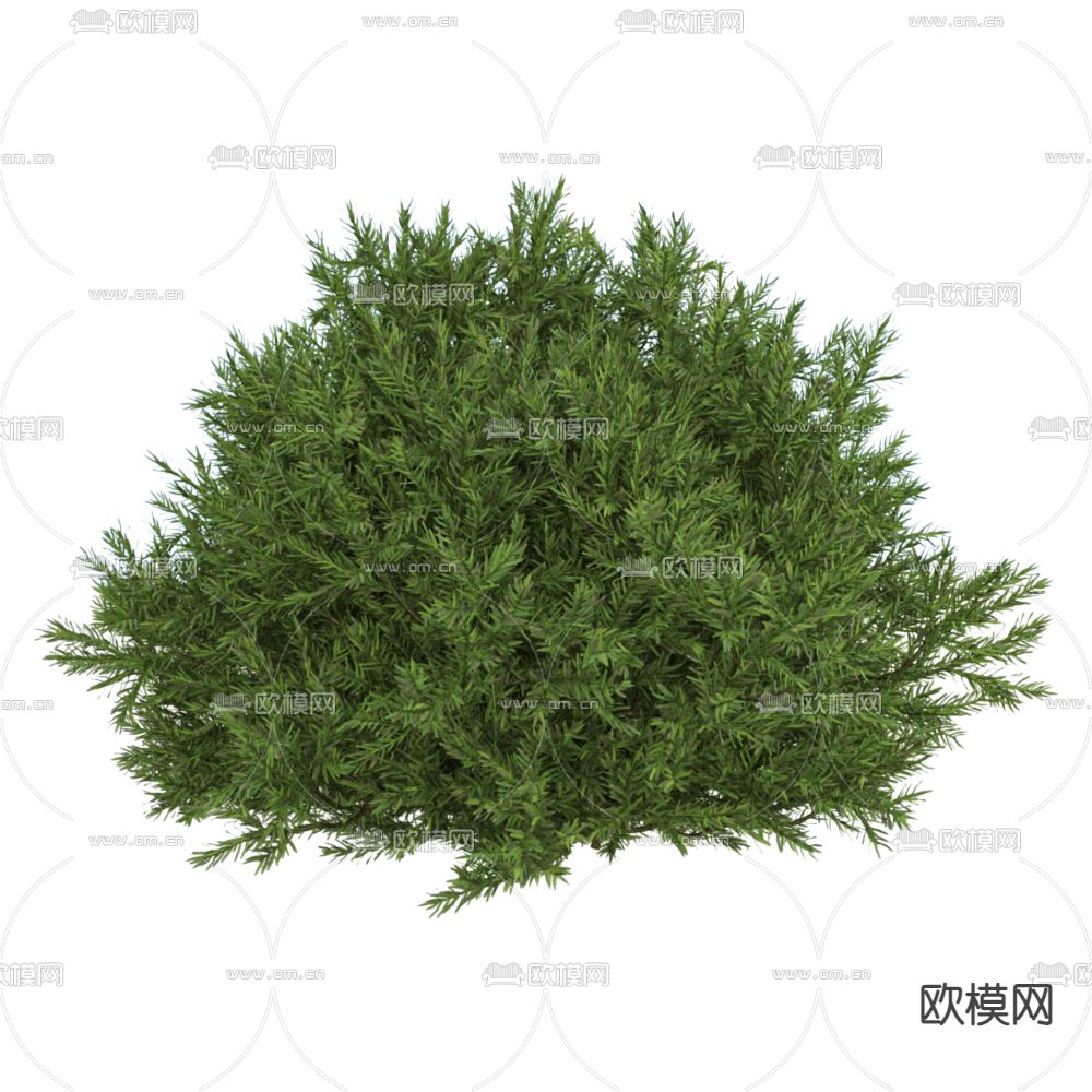 灌木植物3d模型下载