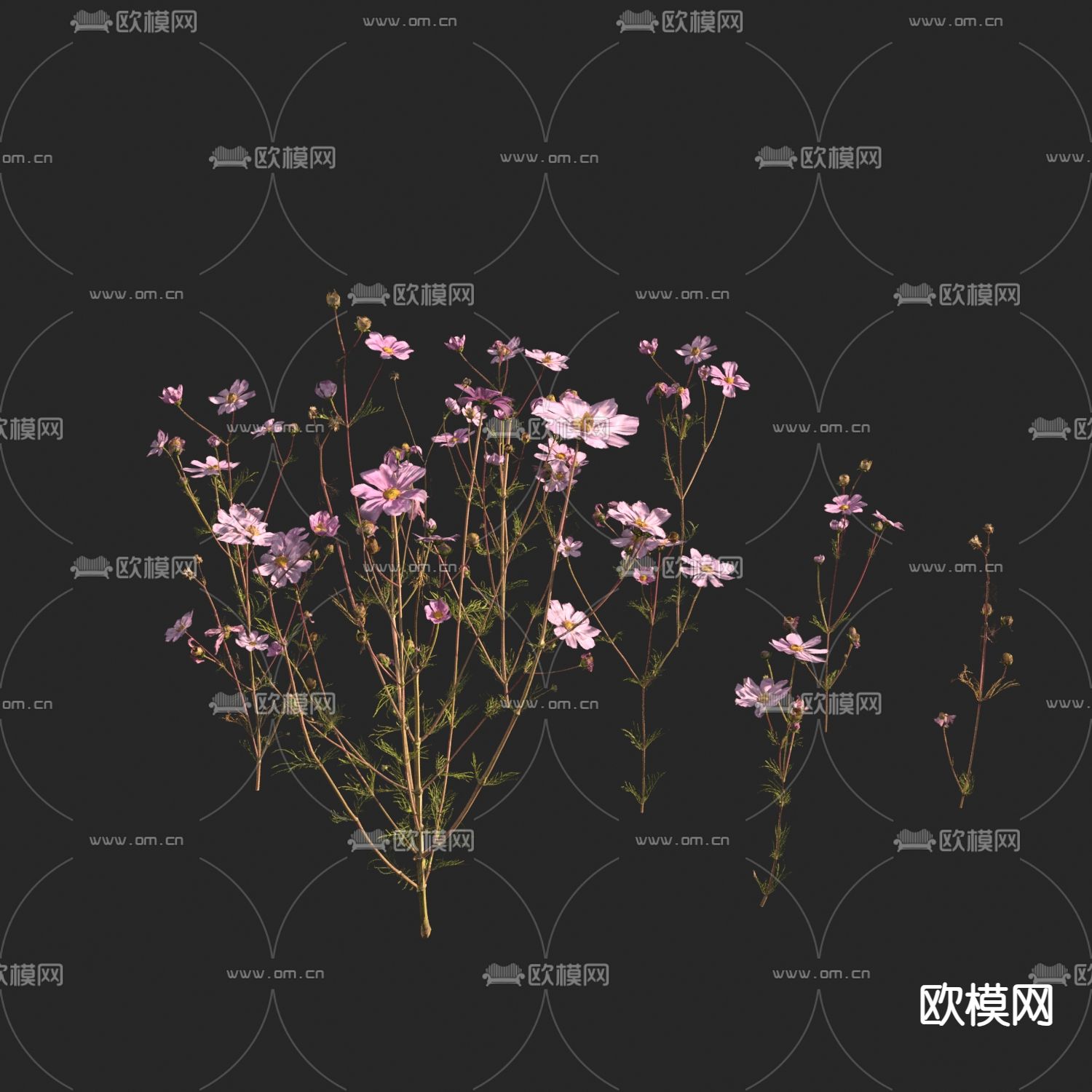 花草 大波斯菊3d模型下载