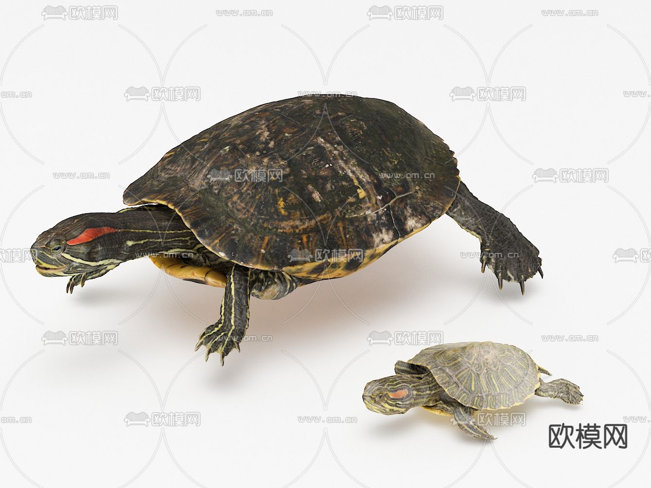 乌龟3d模型下载