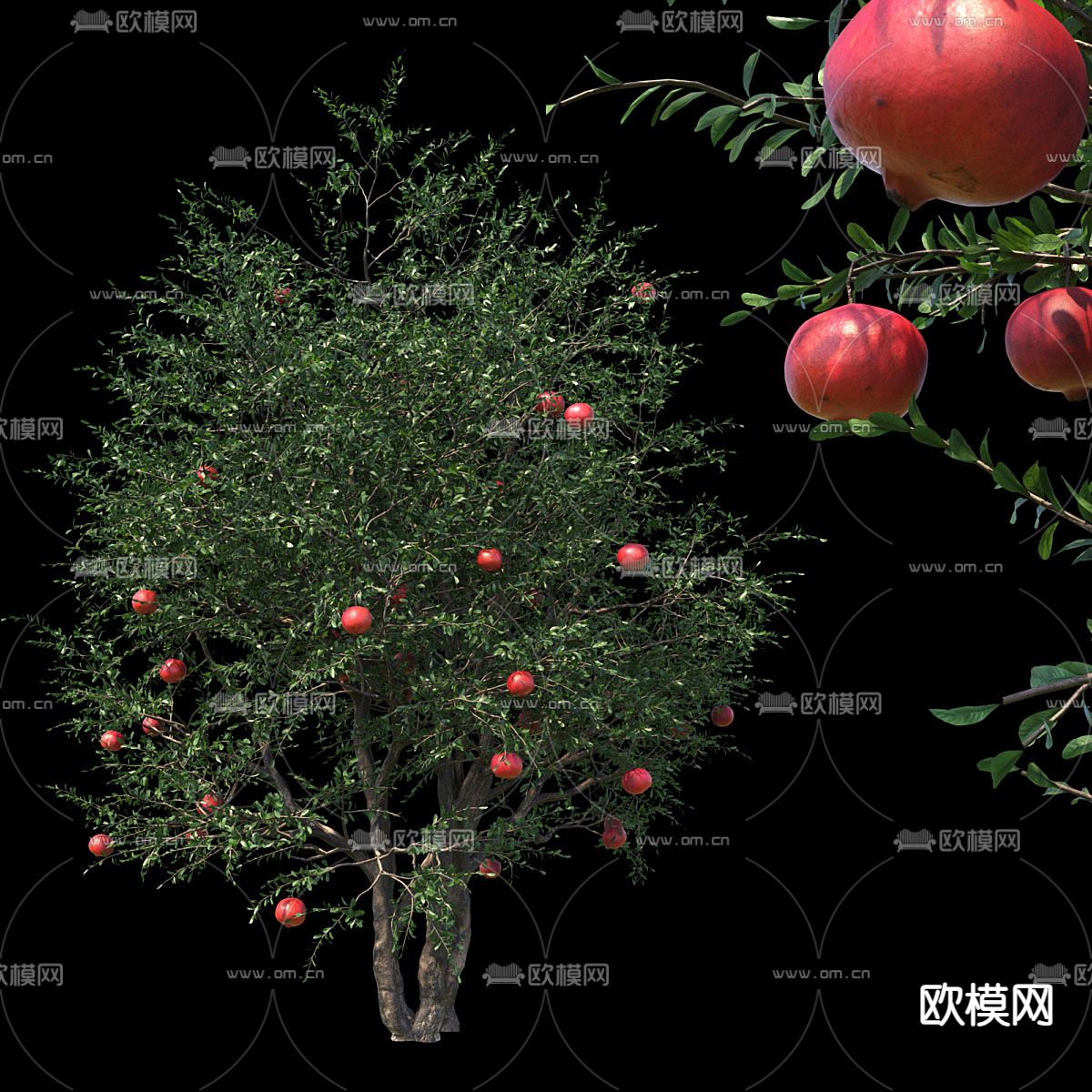 景观树 石榴树 观赏树 树木 果树su模型下载（渲染图2）