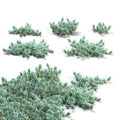  花草 蓝松丛 多肉丛 植物丛su模型 
