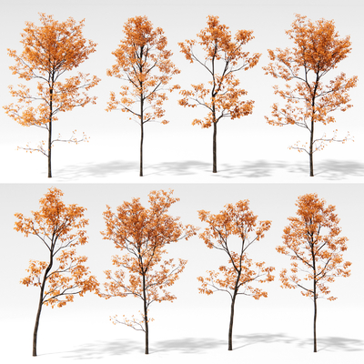  秋叶树 秋景 黄叶树 树木 景观树su模型 