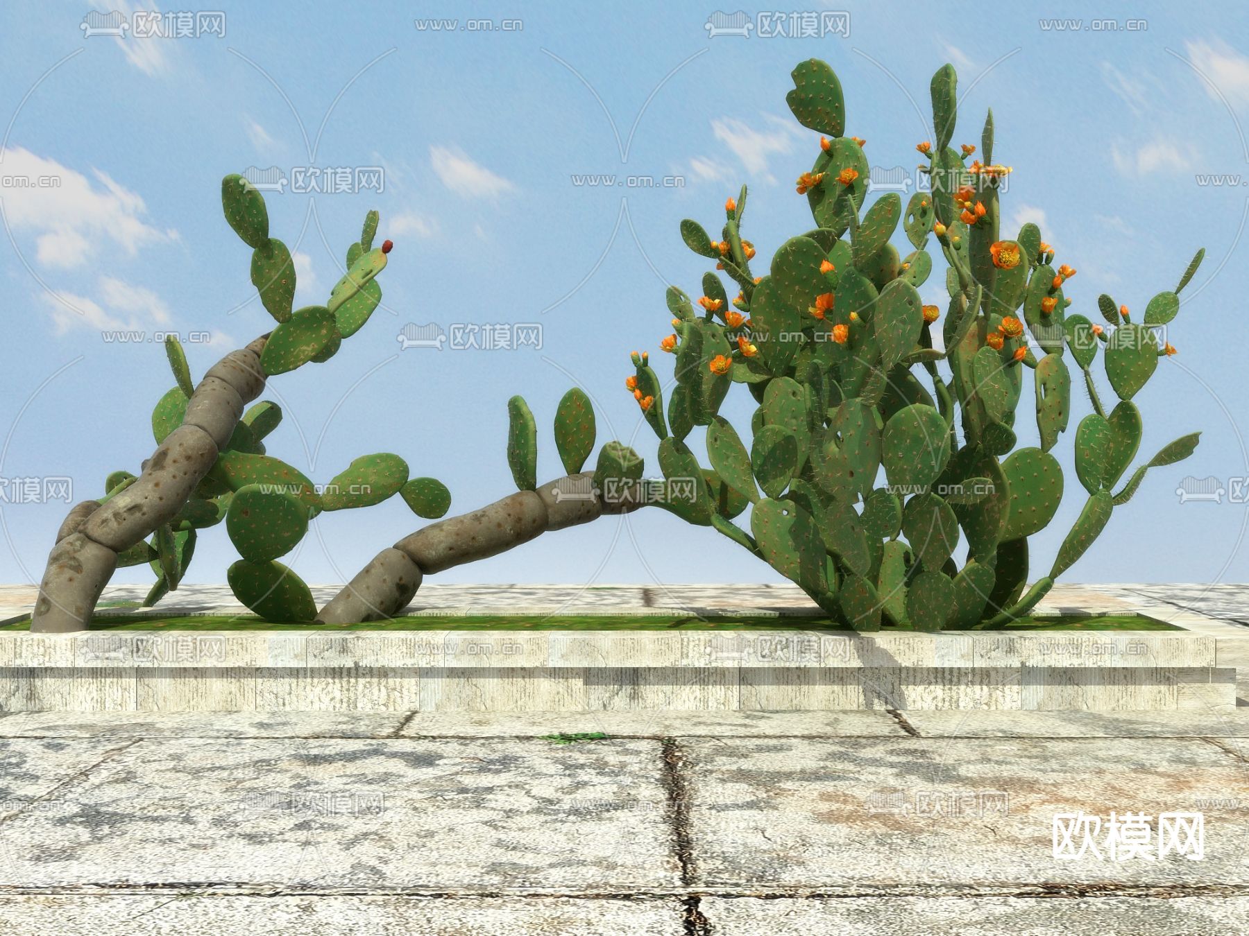 热带植物 仙人掌3d模型下载