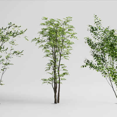  景观树 造型树 乔木su模型 