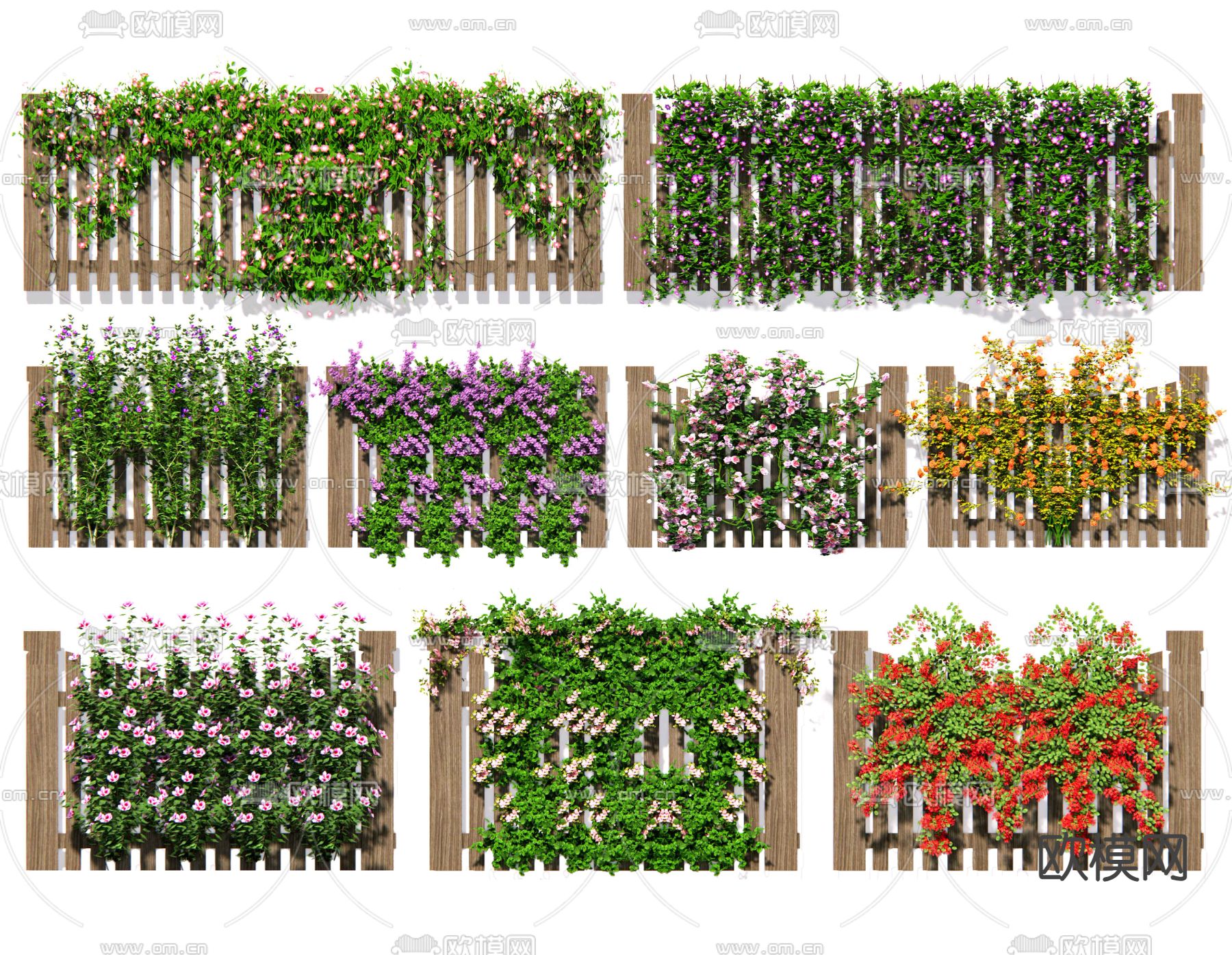 现代藤蔓月季 蔷薇 爬藤植物su模型下载（渲染图2）