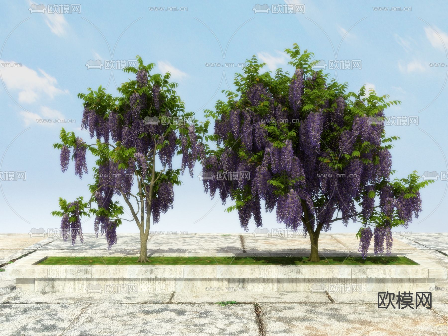 落叶植物 藤本植物 紫藤3d模型下载