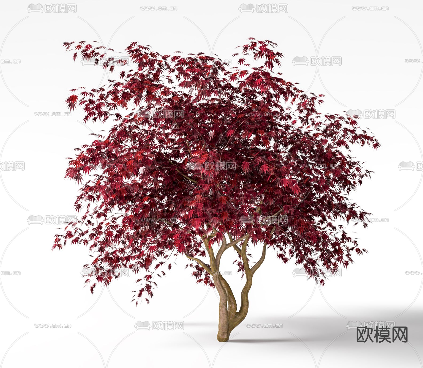 日式景观树 枫树su模型下载（渲染图2）