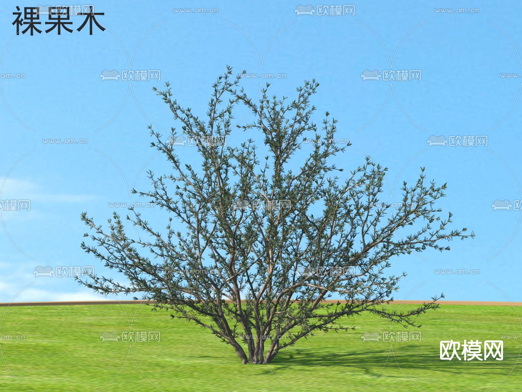 裸果木 花草灌木3d模型下载