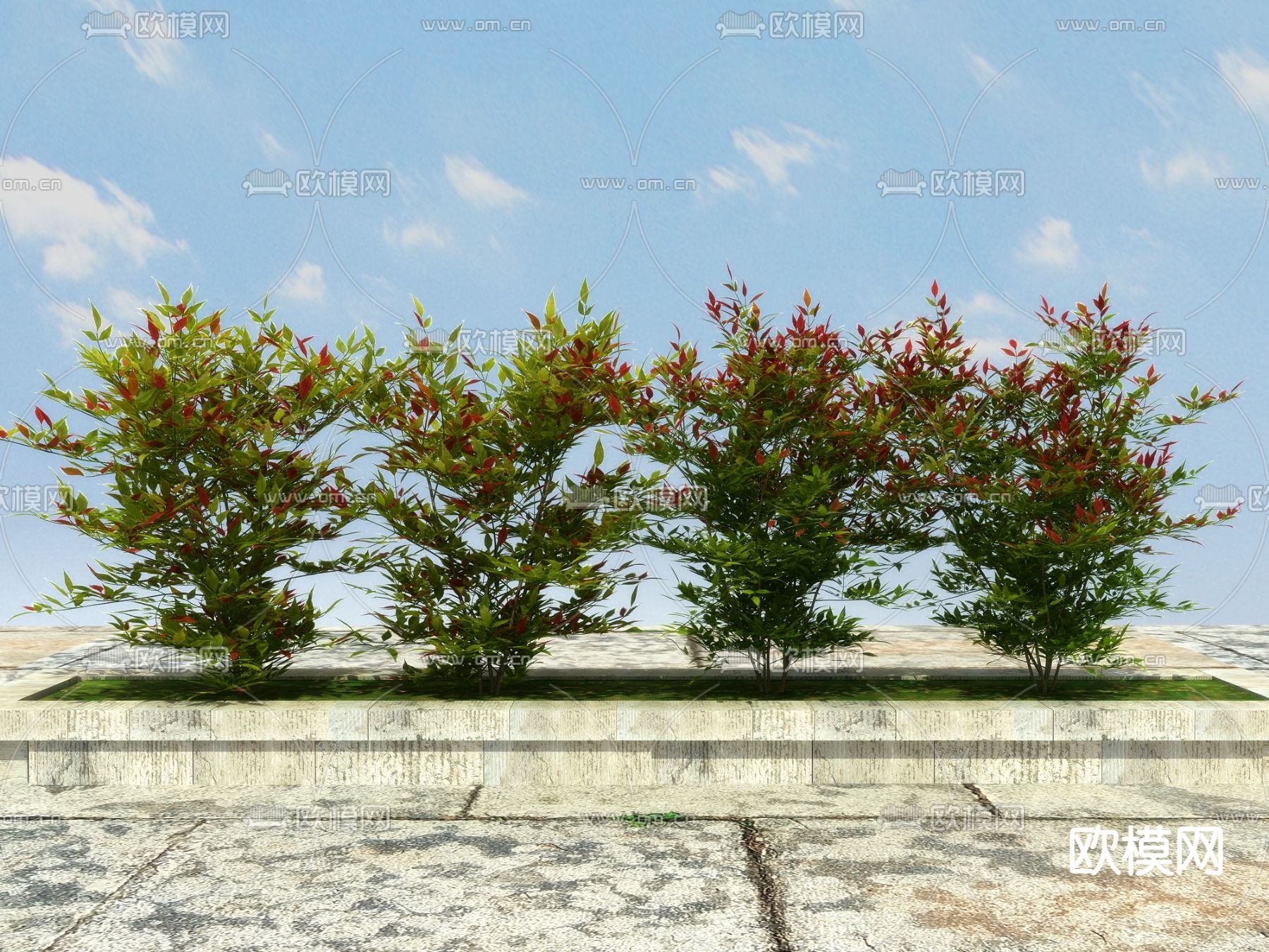 灌木植物 南天竹3d模型下载