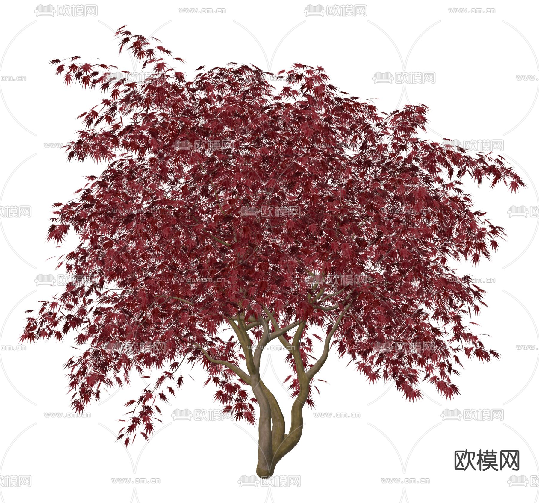 日式景观树 枫树su模型下载（渲染图1）