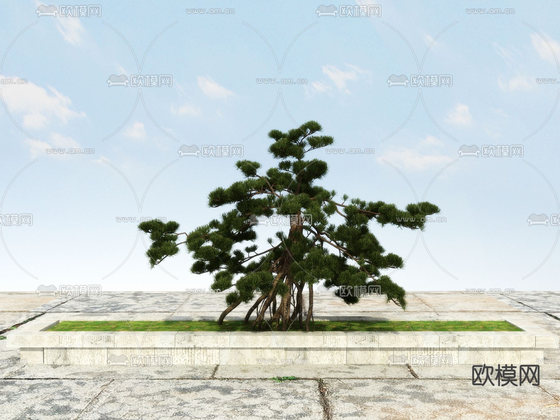 新中式松树 罗汉松 迎客松3d模型下载