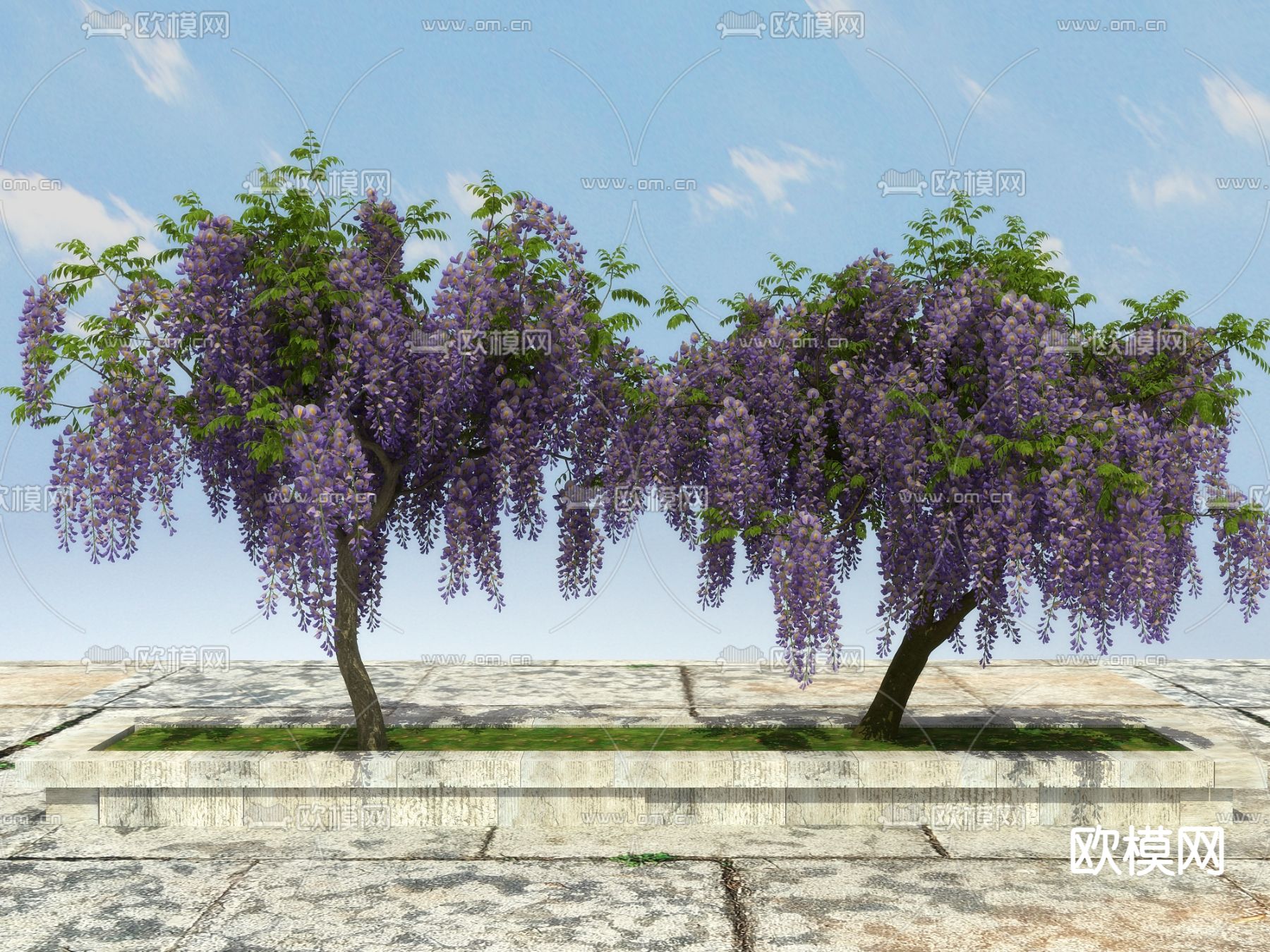 落叶植物 藤本植物 紫藤3d模型下载