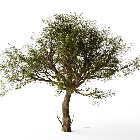  现代景观树 大树su模型 