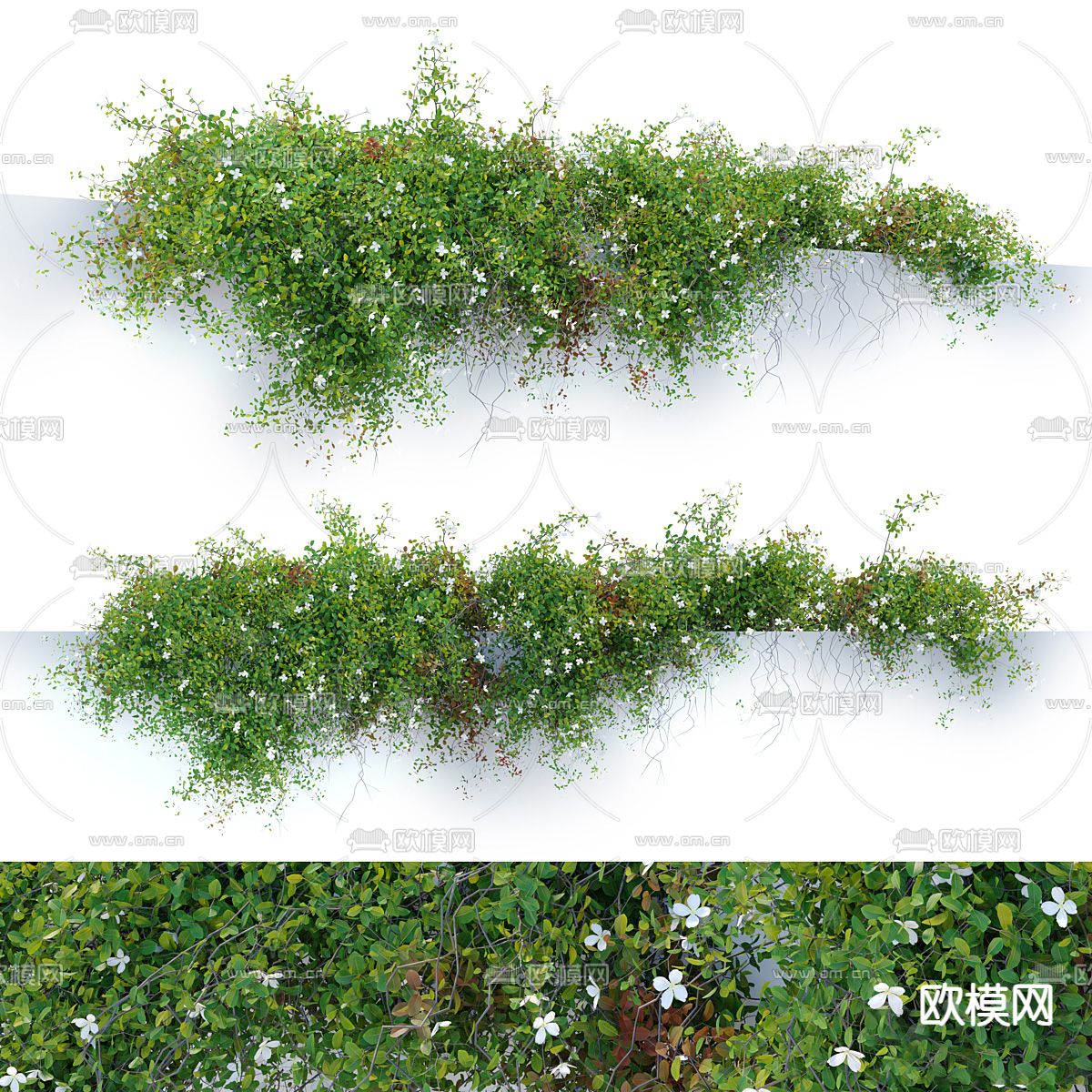 绿植藤蔓 爬墙虎 攀缘植物su模型下载（渲染图3）
