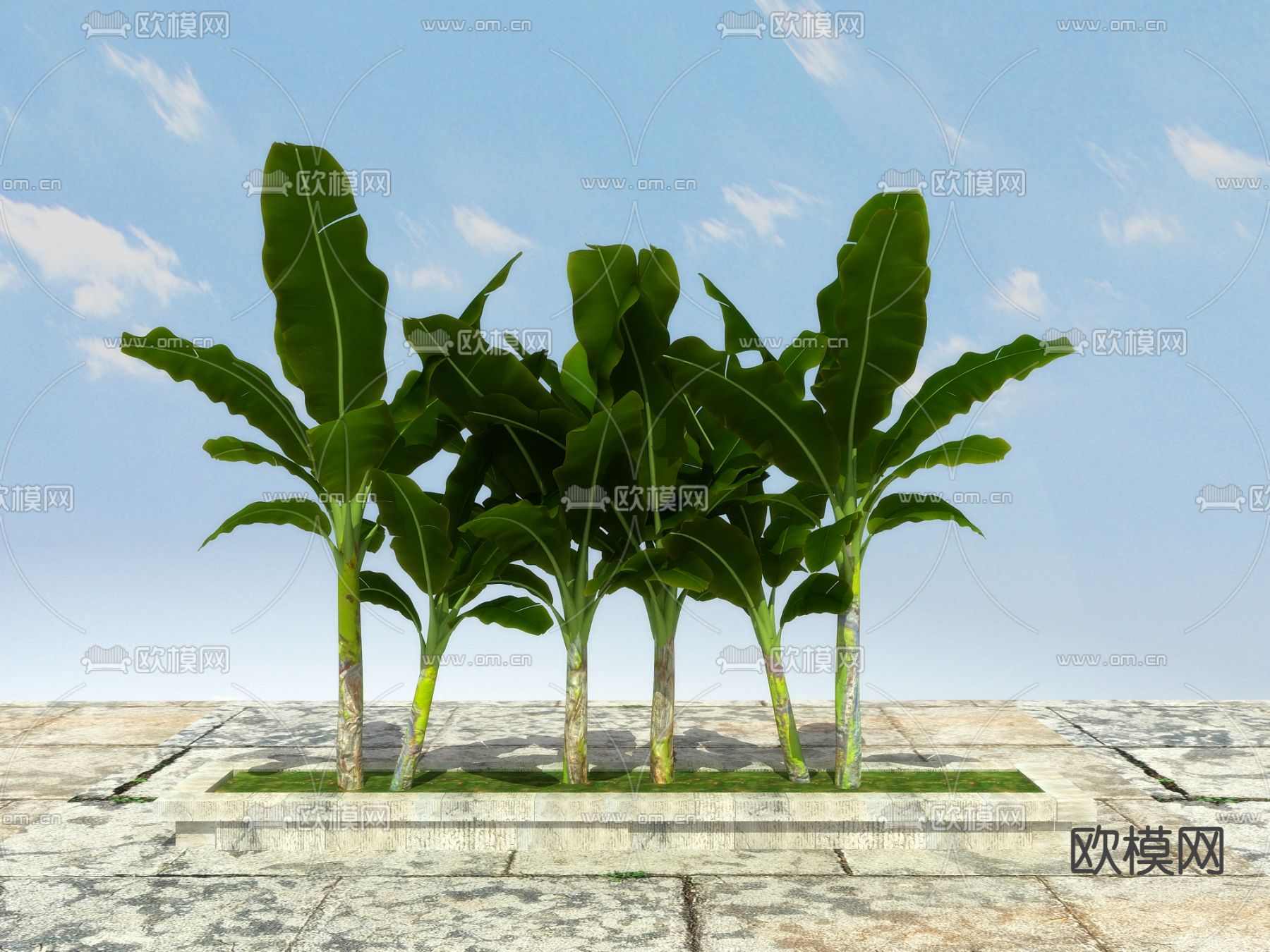 景观树 大树 芭蕉树3d模型下载