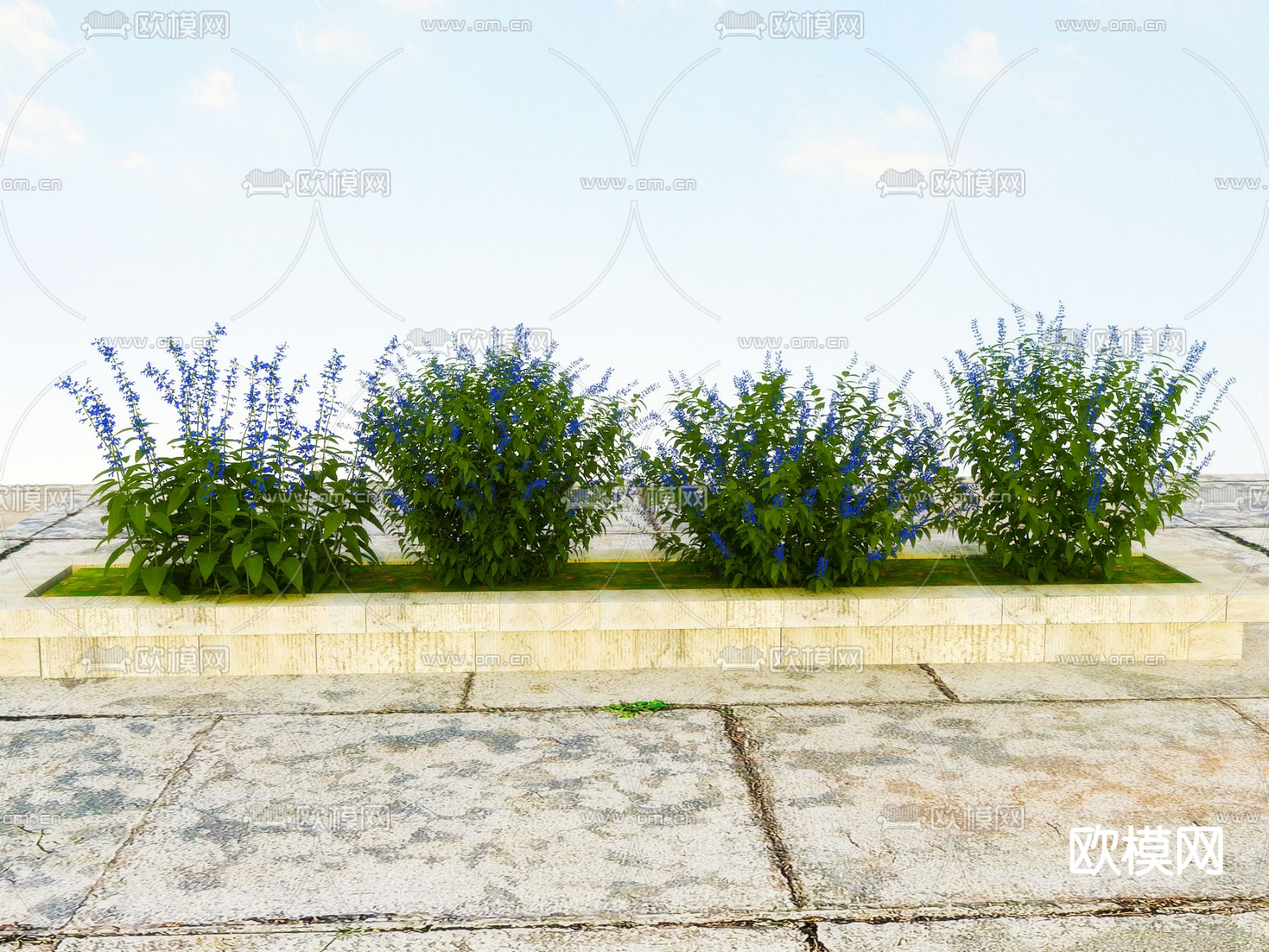 矮灌木 花坛 花槽 蓝花 户外植物3d模型下载