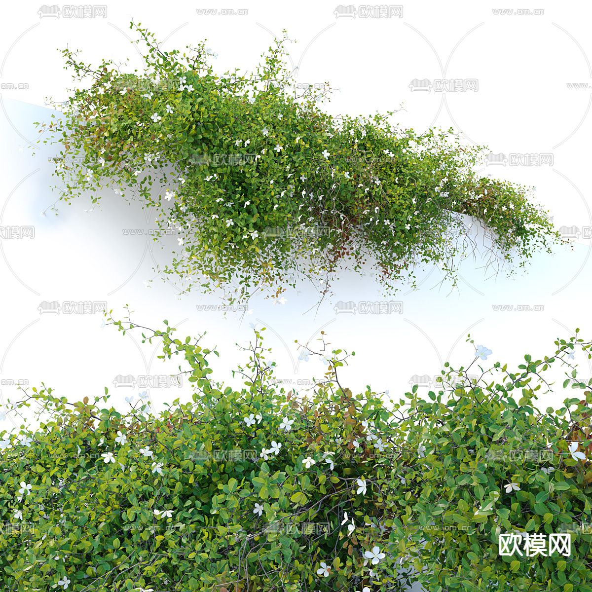 绿植藤蔓 爬墙虎 攀缘植物su模型下载（渲染图2）